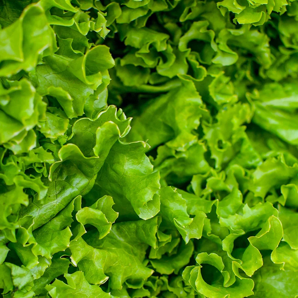 lettuce