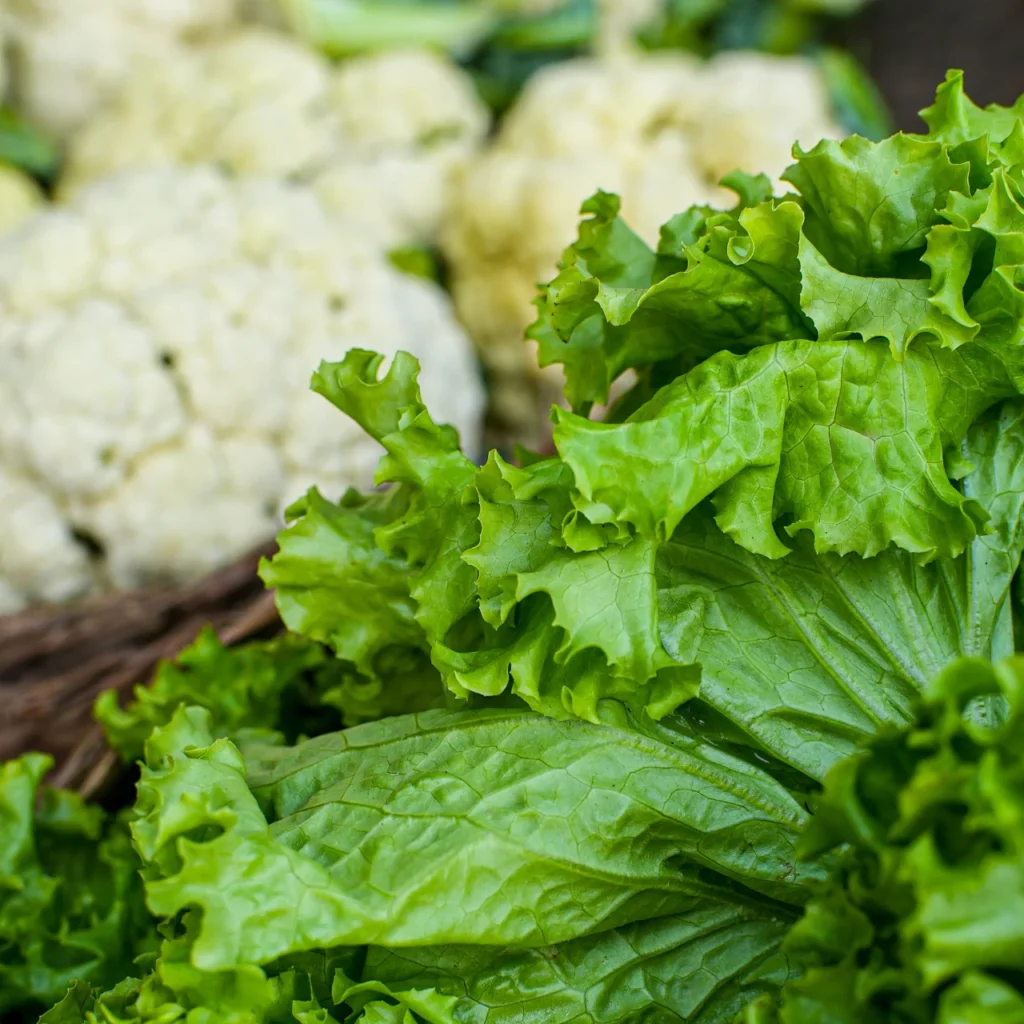 lettuce-2